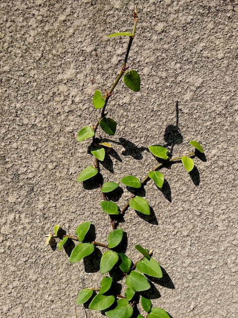 Prossimo piano dell'edera che cresce sul muro