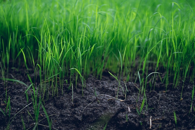 Prossimo piano dell'erba che cresce sul campo