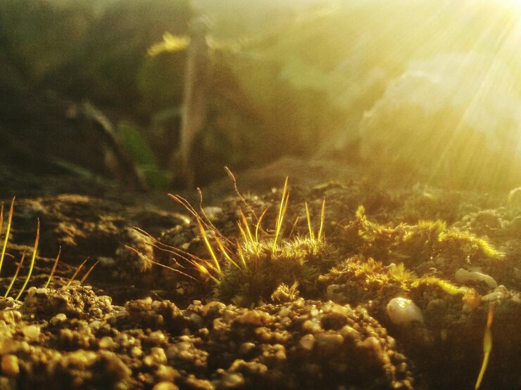 Foto prossimo piano dell'erba che cresce sul campo