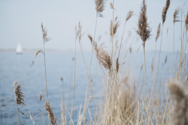 Prossimo piano dell'erba contro il cielo e il lago
