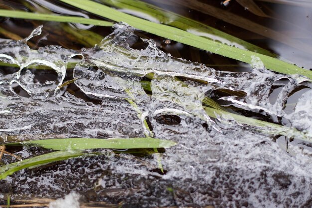 Prossimo piano dell'erba in acqua