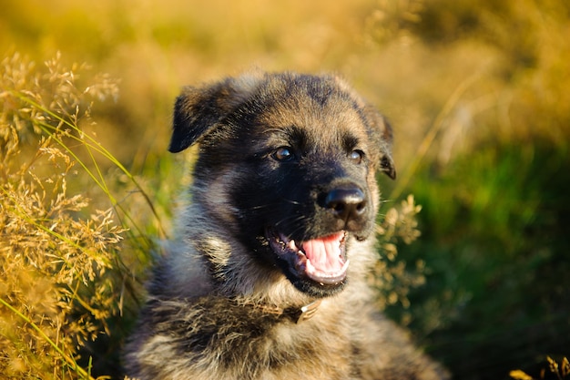 Prossimo piano dell'erba per cani