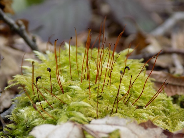 Prossimo piano dell'erba verde fresca