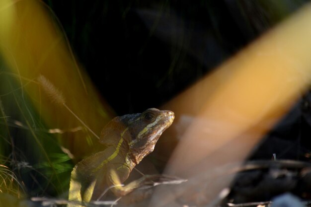 Prossimo piano dell'iguana