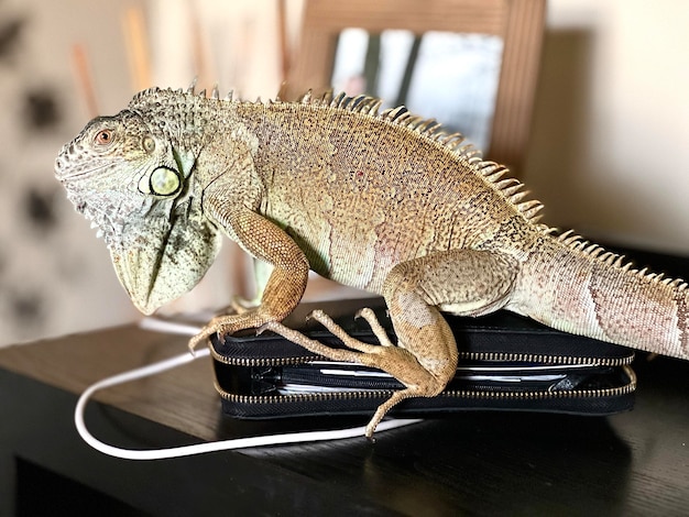 Prossimo piano dell'iguana