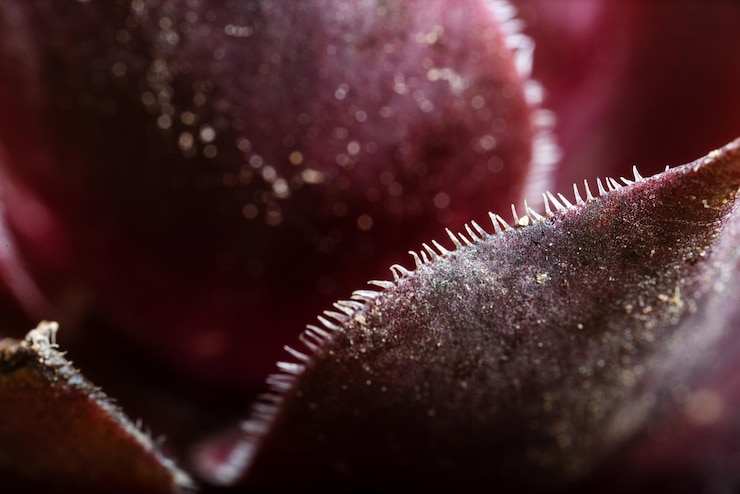 Foto prossimo piano dell'impianto congelato