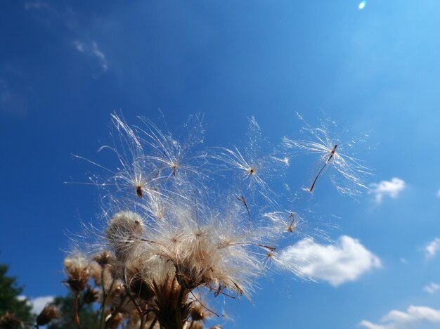 Prossimo piano dell'impianto contro il cielo blu