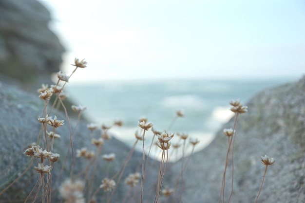 Prossimo piano dell'impianto contro il mare