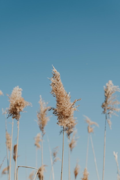 Prossimo piano dell'impianto sul campo contro un cielo blu limpido