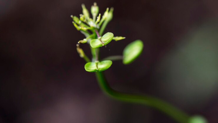 Foto prossimo piano dell'impianto