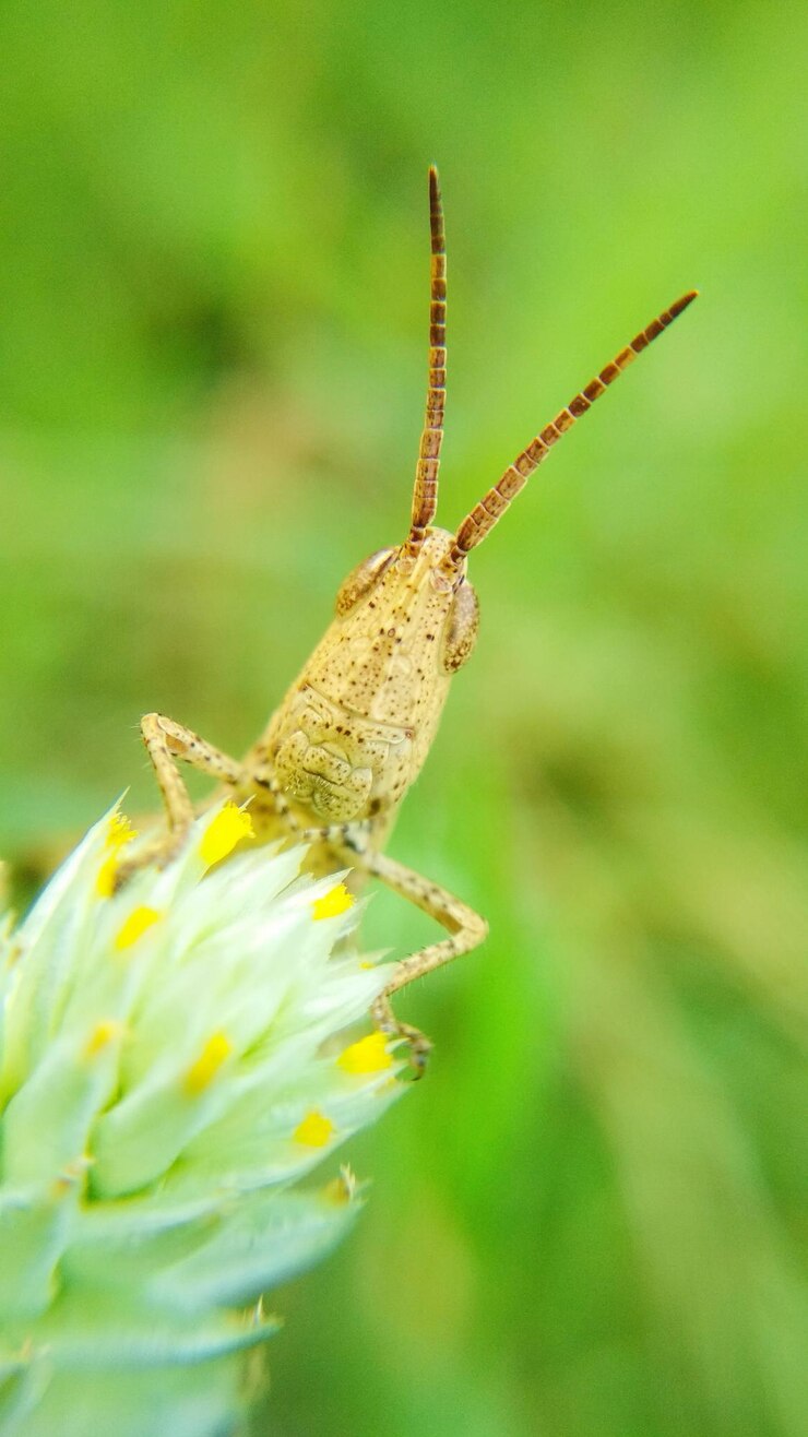 Foto prossimo piano dell'insetto sulla pianta