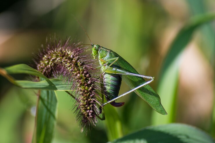 Foto prossimo piano dell'insetto sulla pianta