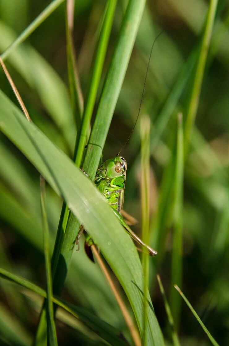 Foto prossimo piano dell'insetto sulla pianta