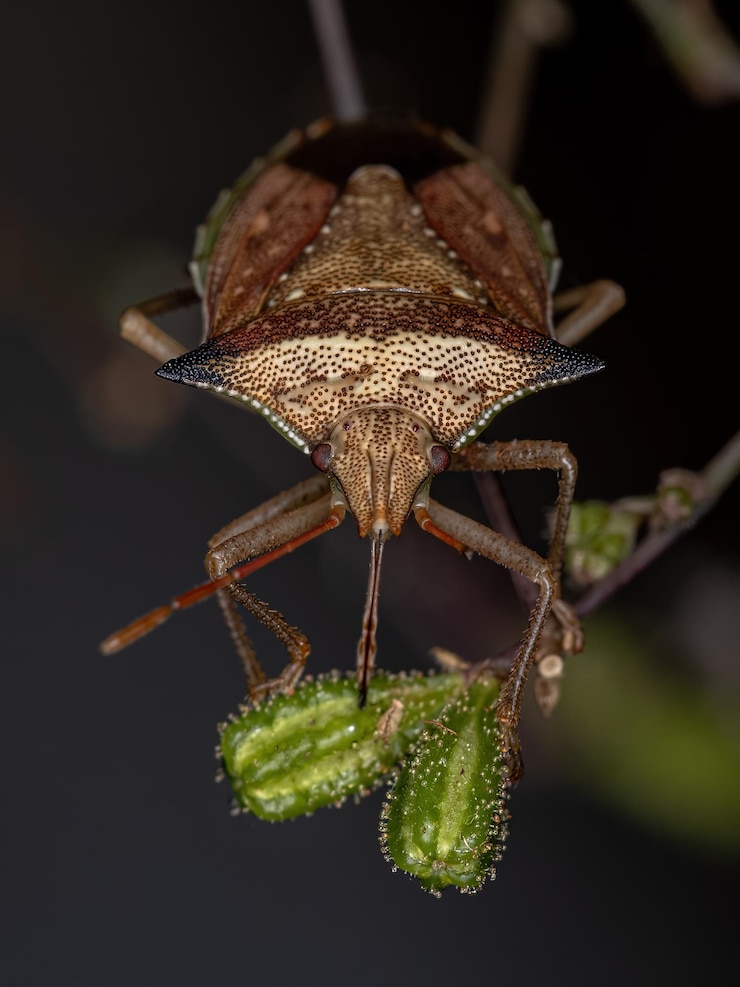 Foto prossimo piano dell'insetto sulla pianta
