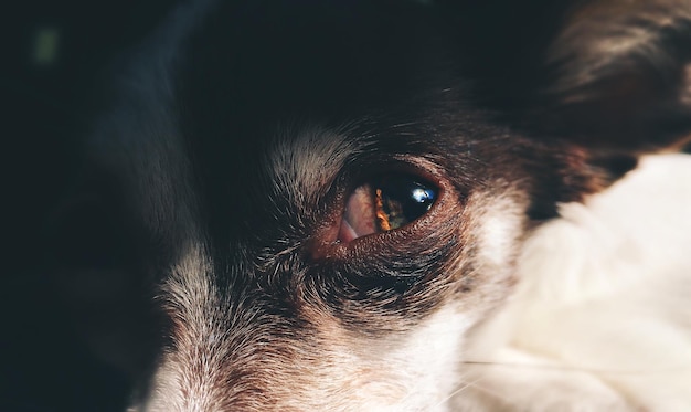 Prossimo piano dell'occhio del cane