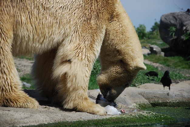 Prossimo piano dell'orso polare