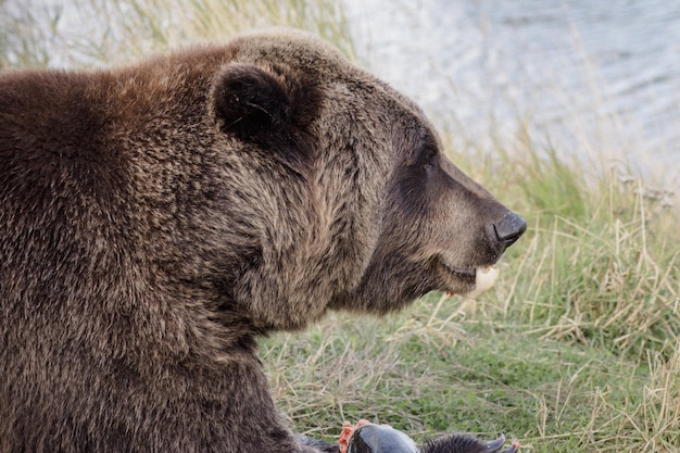 Prossimo piano dell'orso sul campo