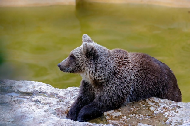 Prossimo piano dell'orso sul campo