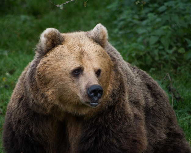 Prossimo piano dell'orso