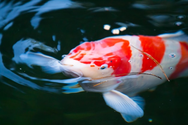 Prossimo piano della carpa koi che nuota nel lago