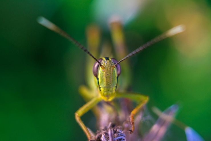Foto prossimo piano della cavalletta sulla pianta