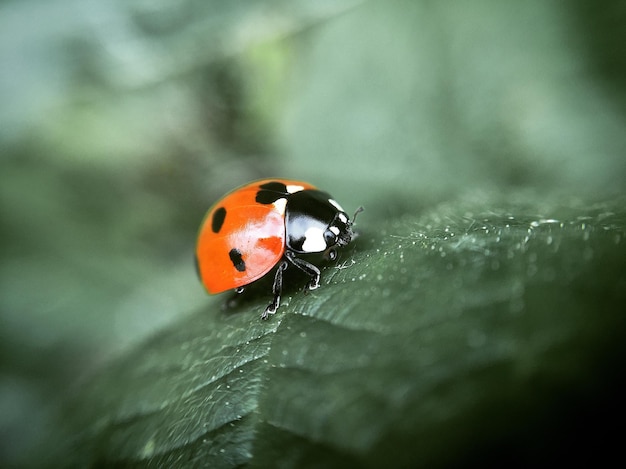 Prossimo piano della coccinella sulla foglia