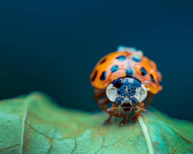 Prossimo piano della coccinella sulla foglia