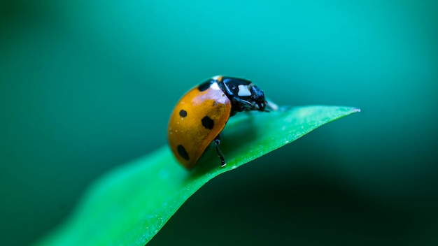 Prossimo piano della coccinella sulla foglia