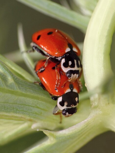 Prossimo piano della coccinella sulla foglia