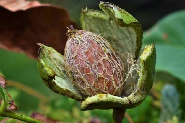 Prossimo piano della crescita dei frutti sulla pianta