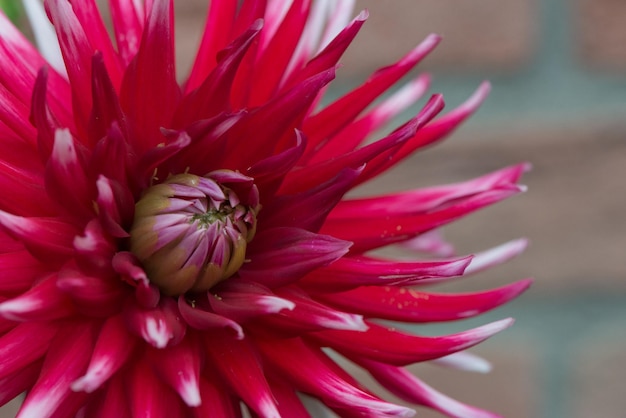Prossimo piano della dahlia rossa