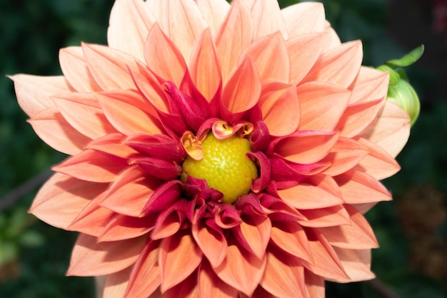 Prossimo piano della dahlia