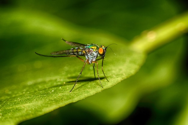 Prossimo piano della damigella sulla pianta