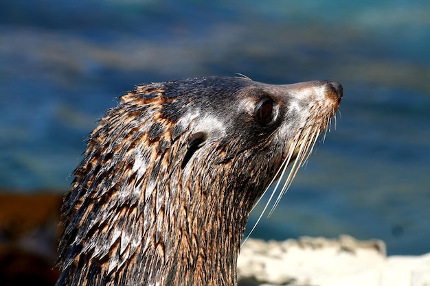 Prossimo piano della foca che guarda da un'altra parte