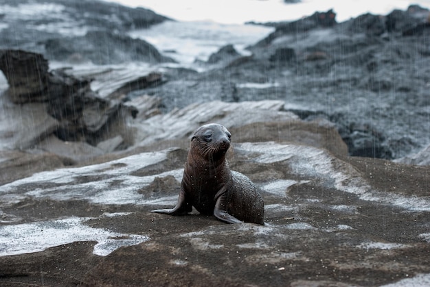 Prossimo piano della foca pelosa delle Galapagos