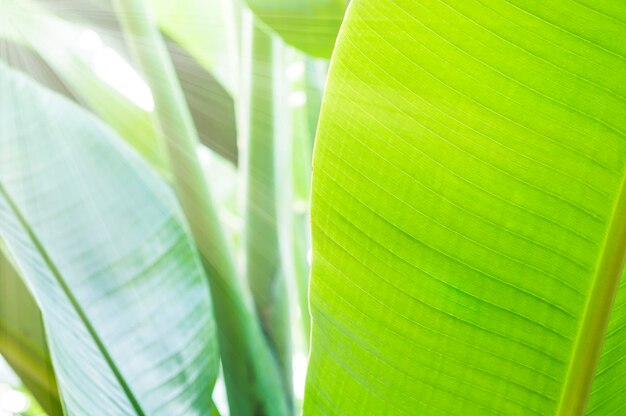 Prossimo piano della foglia verde sulla pianta