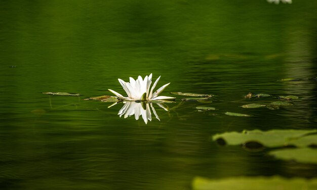 Prossimo piano della giglia d'acqua del loto nel lago