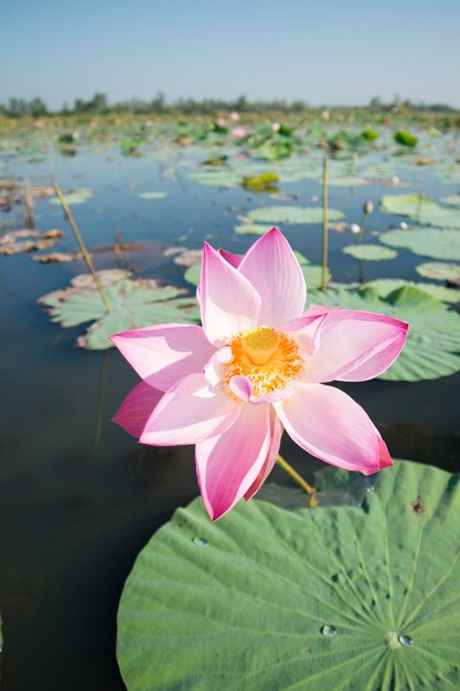 Prossimo piano della giglia d'acqua del loto nel lago