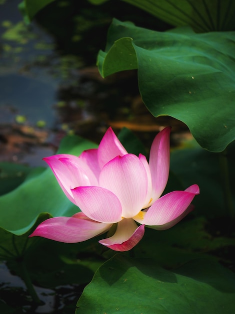 Prossimo piano della giglia d'acqua del loto rosa