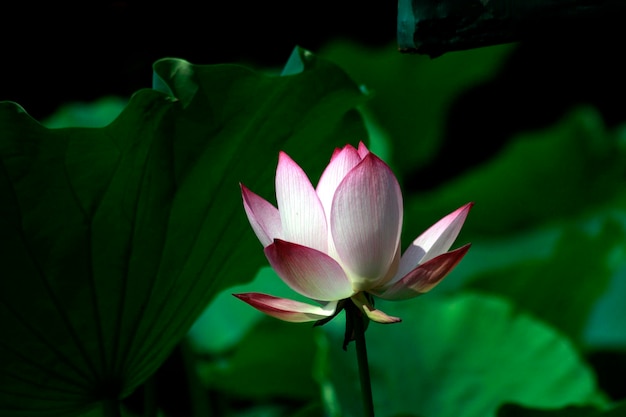 Prossimo piano della giglia d'acqua del loto rosa