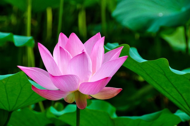 Prossimo piano della giglia d'acqua del loto rosa