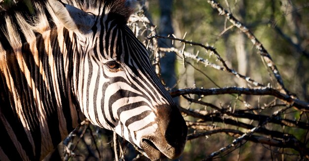 Prossimo piano della giraffa