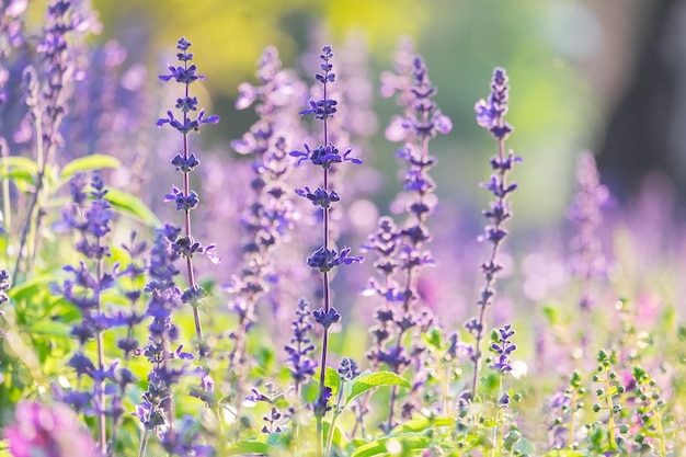 Prossimo piano della lavanda
