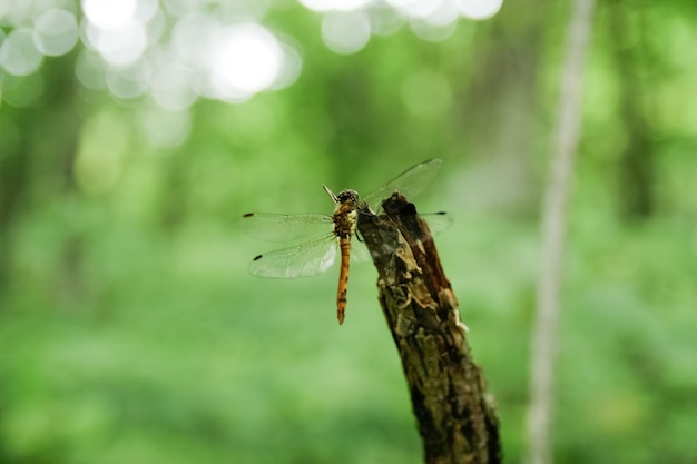 Prossimo piano della libellula sulla pianta
