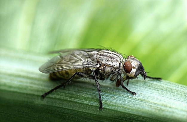 Prossimo piano della mosca sulla pianta