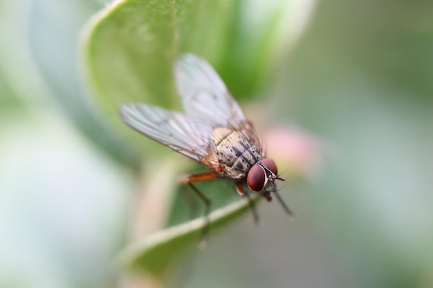 Prossimo piano della mosca sulla pianta