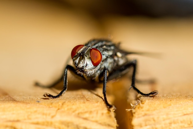 Prossimo piano della mosca