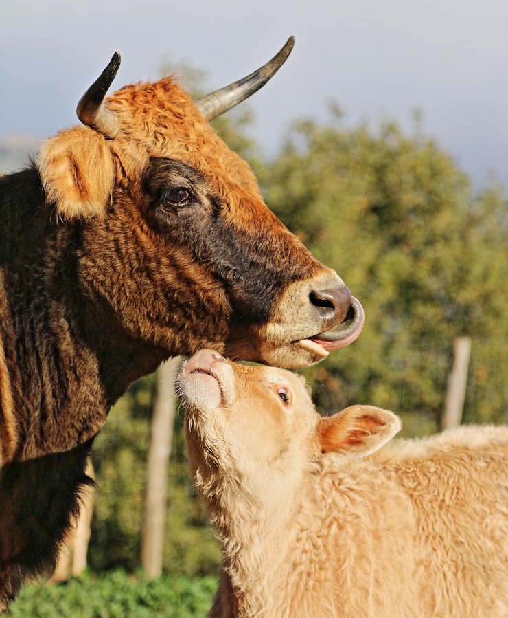 Foto prossimo piano della mucca e del vitello