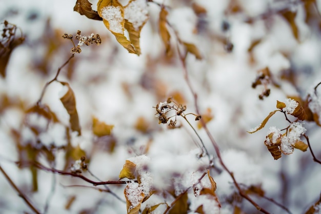 Prossimo piano della neve sull'impianto
