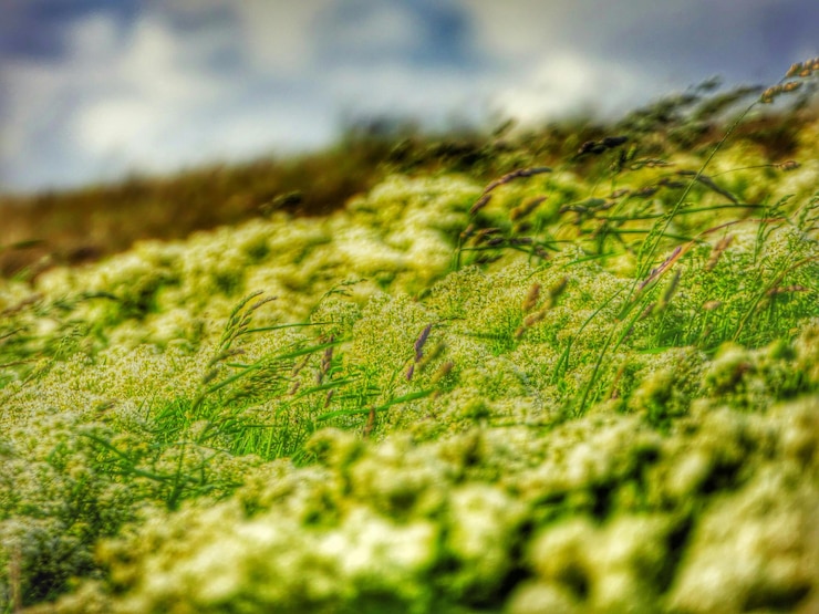 Foto prossimo piano della pianta che cresce sul campo